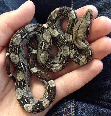 Boa Constrictor Facts, Description, Lifespan, Habitat, & Pictures