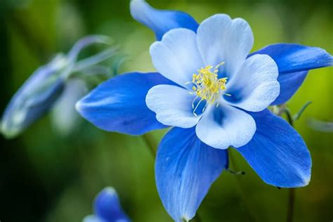 Breathtaking Compilation of Over 999 Blue Flower Images in Full 4K