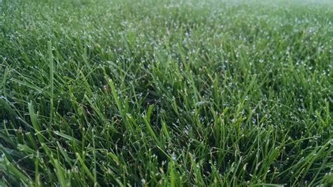 What is Guttation Water? | My Turf LLC