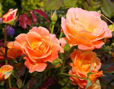 Photo gratuite: Fleurs, Roses, Orange, Parfum - Image gratuite sur Pixabay - 936481