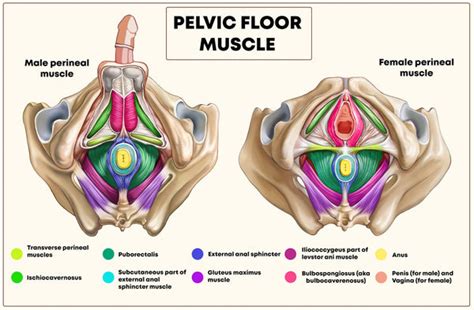 Your Pelvic Floor Muscles | Yamuna