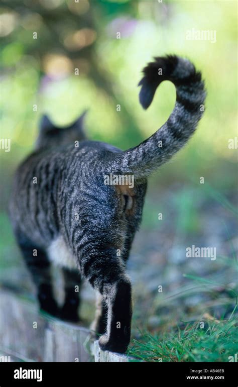 tabby cat walking away with tail shaped in question mark Stock Photo - Alamy