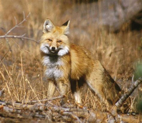 Sierra Nevada Red Fox – Oregon Conservation Strategy