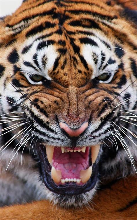 🔥 [139+] Tiger Live Wallpapers | WallpaperSafari