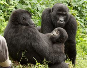 Gorilla Families - Habituated Mountain Gorilla Groups