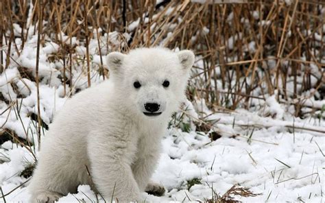 Top 10 Winter Warriors • The National Wildlife Federation Blog : The ...