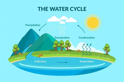 What Is The Water Cycle: Process, Various Stages - EuroSchool