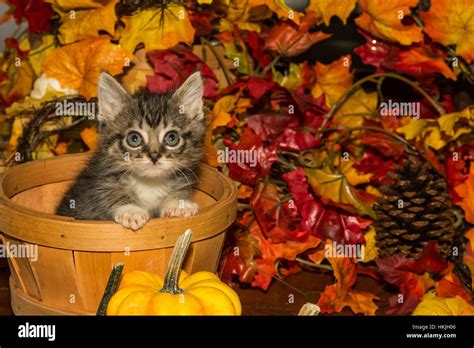 Playful Fall Kitten Stock Photo - Alamy