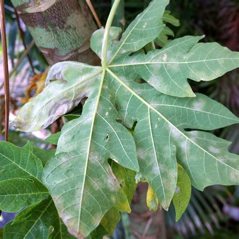 Papaya (pawpaw) | Diseases and Pests, Description, Uses, Propagation