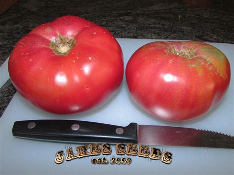 Brandywine Heirloom Tomato - Jake's Seeds