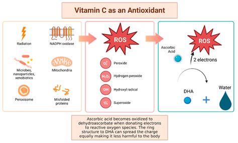 Antioxidants | Free Full-Text | Antioxidant and Anti-Tumor Effects of ...