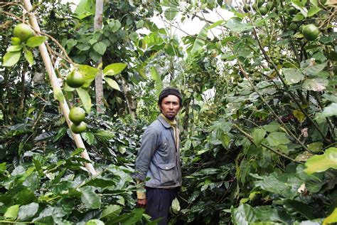 Mengkhawatirkan, Produksi Kopi Kebanggaan Bali Makin Turun. Ada Apa? - Mongabay.co.id