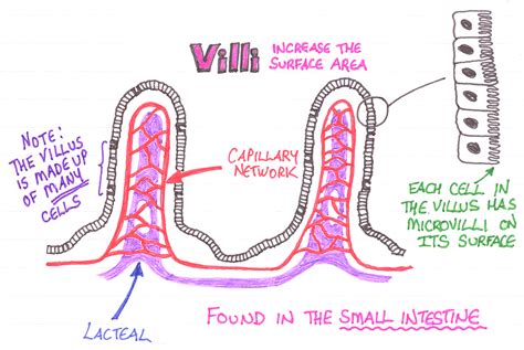 Biology Journal: Cellular Homeostasis: Root Hair Cell & Villi Cell