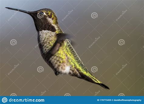 Hummingbird Flying, Flapping Its Wings in Flight Stock Image - Image of people, oregon: 170773455