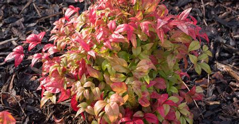 Nandina Domestica Care Guide: How To Grow Heavenly Bamboo