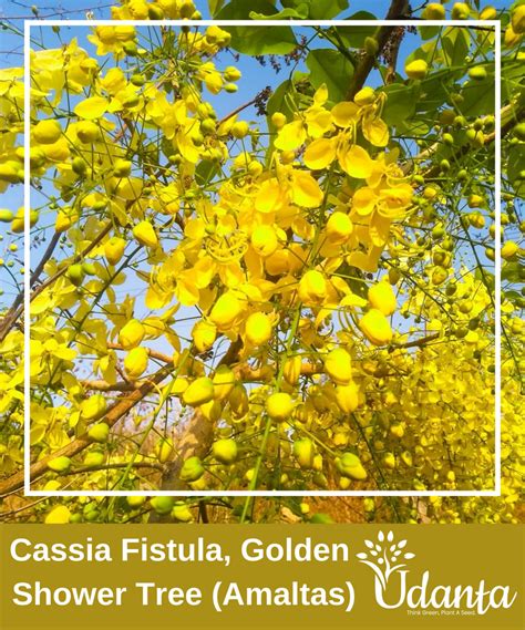 Udanta ® I Cassia Fistula, Golden Shower Tree (Amaltas) Plants Seeds F ...