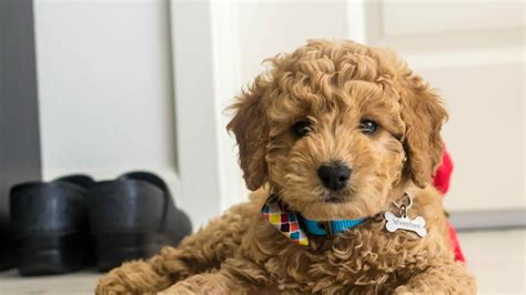 F1 Goldendoodle Puppies For Sale / Goldendoodle Puppies Mini Fo Medium ...