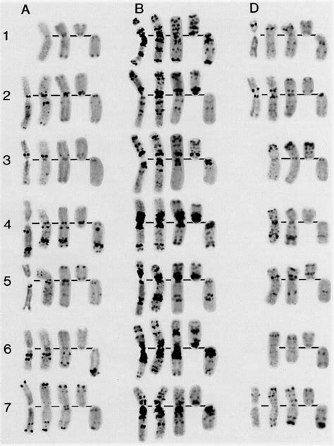 5: Hexaploid Wheat Chromosomes stained (from left to right) by ...