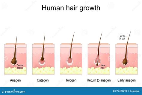 Anagen Hair Growth Phase In A Skin Cross Section Cartoon Vector ...