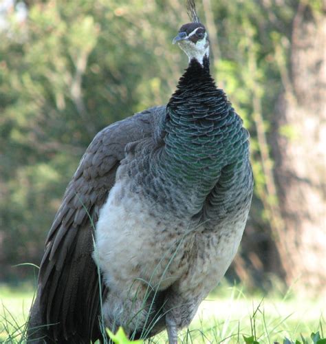 Information about "Peacock_arboretum.JPG" on peacocks - Davis - LocalWiki