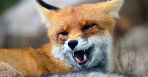 Fox Teeth: Everything You Need to Know - A-Z Animals