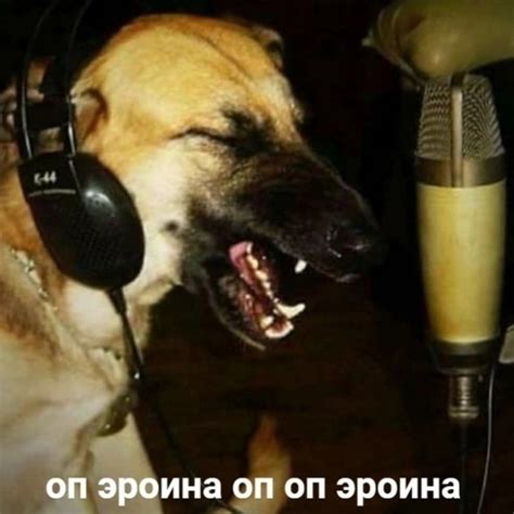 Create meme "a dog with a microphone, dog in headphones, dog neighs ...