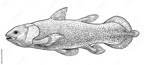 Coelacanth fish illustration, drawing, engraving, ink, line art, vector Stock Vector | Adobe Stock