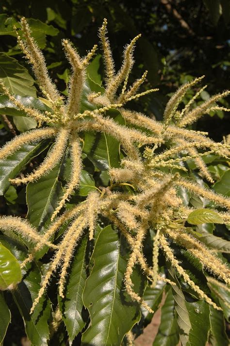 Castanea mollissima | Chinese Chestnut | Pea Ridge Forest