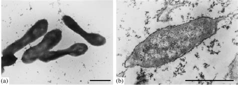 Morphology of alkaliphilic strain ALG 1: (a) whole cells; (b) ultrathin...