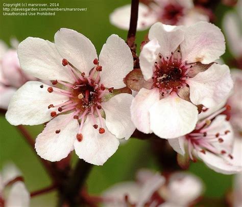 PlantFiles Pictures: Prunus, Dwarf Red-Leaf Plum, Purple Leaf Sand Cherry (Prunus x cistena) by ...