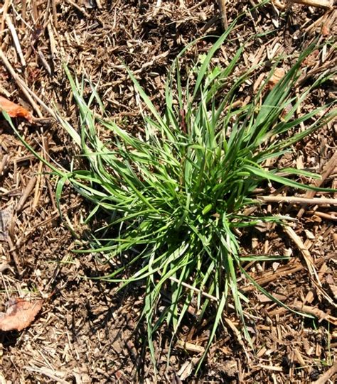 Annual Ryegrass // Mizzou WeedID