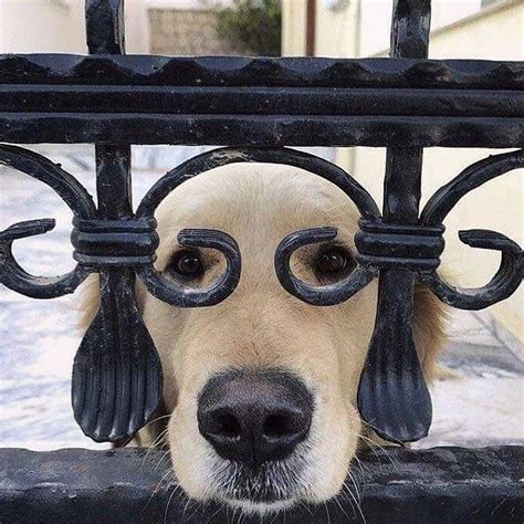 I see you 😘🧡🐕 Funny Animal Memes, Funny Dogs, Funny Animals, Baby ...