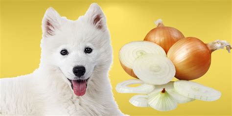 Can Dogs Eat Onion? The Truth About Onion Toxicity