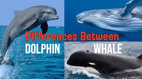 Hidden Facts What are the Differences Between Whales and Dolphins ...