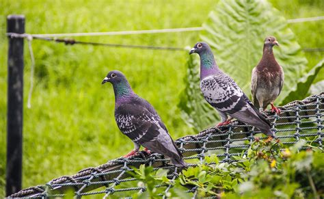 bird-control-net-1-min - Coastal Nets Limited