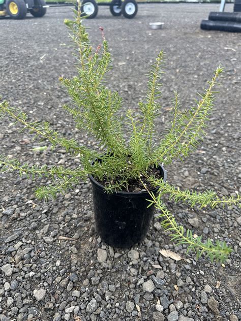 Grevillea 'Greencape Dwarf' - Horseshoe Bend Nursery