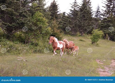 A Group of Wild Ponies at Grayson Highlands State Park, Mouth of Wilson, Virginia Stock Photo ...