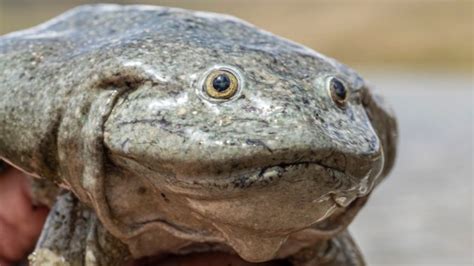 Lake Titicaca giant frog: Scientists join forces to save species - BBC News