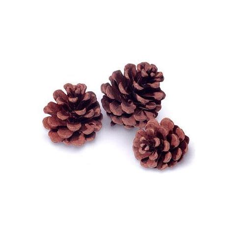 WRE-PC-RP: RED PINE CONES