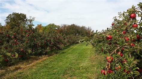 Free photo: Orchard, Apple, Agriculture, Fruit - Free Image on Pixabay ...