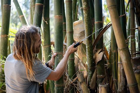 The Ultimate Guide to Sustainable Bamboo Harvesting: Tips and Best Practices - Bamboo U