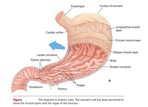 Stomach - Anatomy and Physiology