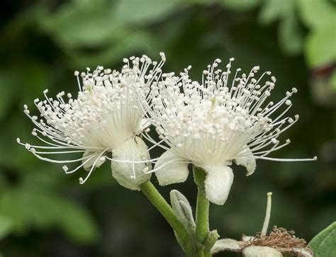 Pin on Flores naturales