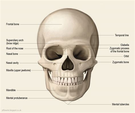 Jeff Searle: The human skull