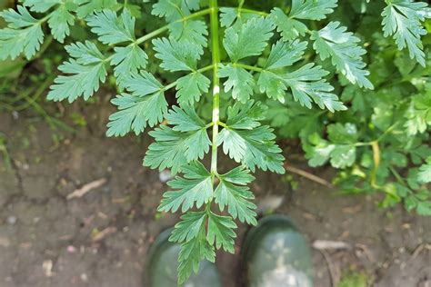 Hemlock Water Dropwort - Wild Walks Southwest