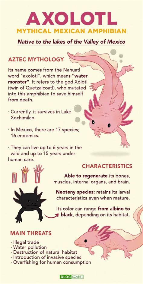 Axolotl: The Fascinating Mexican Amphibian