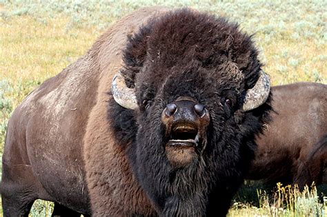 Sacred Buffalo | Bison, American bison, Animal attack