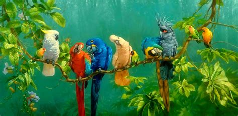 Papel de parede HD para desktop: Animais, Pássaro, Ramo, Tucano, Tucano ...