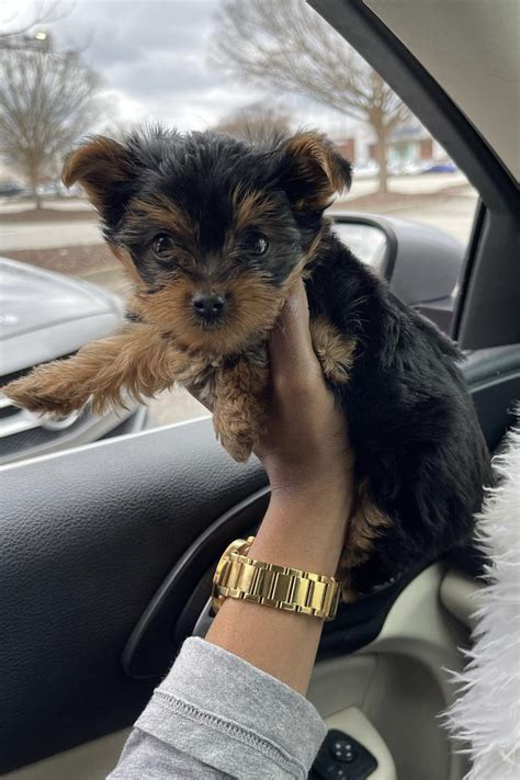 When Is A Teacup Yorkie Full Grown? (Size & Age Full Grown)