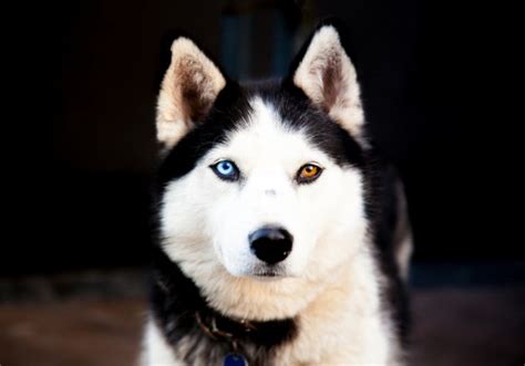 Cute Siberian Husky Two Eye Colors - l2sanpiero